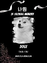 doge什么意思