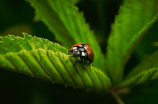 由基拉发现的新生物种类引发科学家的探索热情